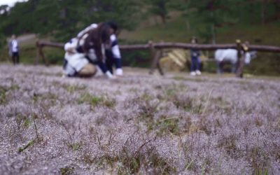 Đà Lạt vào mùa cỏ hồng ngày chớm đông