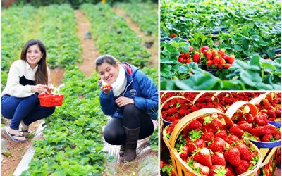 Vườn Dâu Tây Đà Lạt