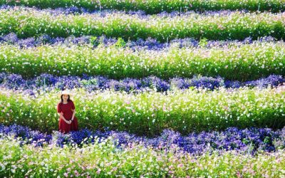 Cánh đồng hoa đẹp như trời Âu ở Đà Lạt