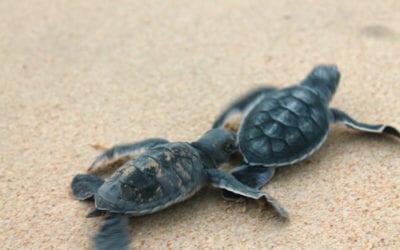 Tham quan Vườn Quốc gia Côn Đảo