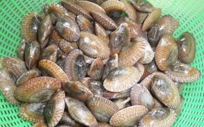 Món Chem Chép biển Quảng Bình