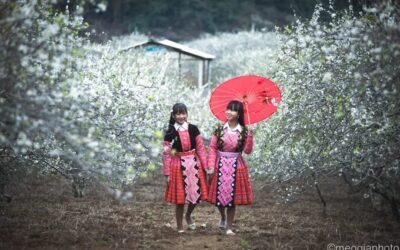 Mùa hoa mận trên cao nguyên Mộc Châu