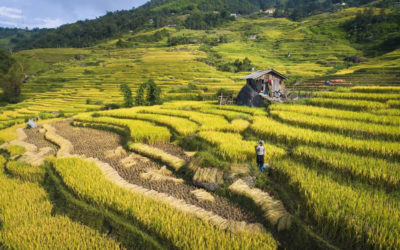 Ngắm ruộng bậc thang Lào Cai vào mùa lúa chín