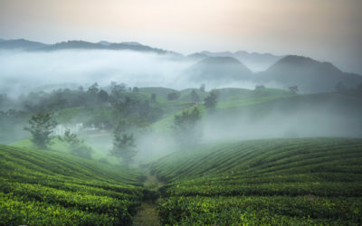 Đồi chè Long Cốc